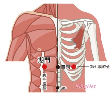 奇門穴位置|期門